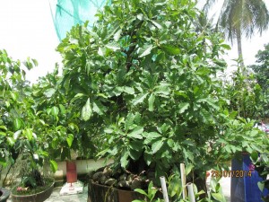 Cây Lộc Vừng Bonsai 2