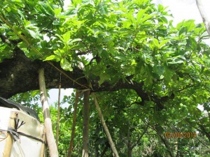 Cây Lộc Vừng thế bay 02