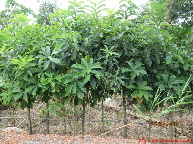 Kỹ thuật trồng và chăm sóc cây Sala, Thala, Ngọc Kỳ Lân