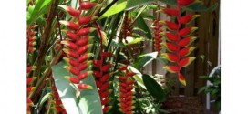 Cây Chuối Pháo