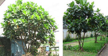 Kỹ thuật trồng và chăm sóc cây Sa Kê