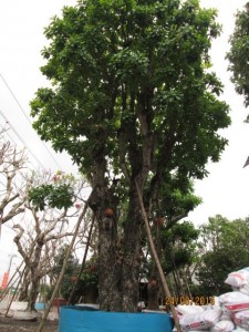 Cây Thala hoành 2.5m