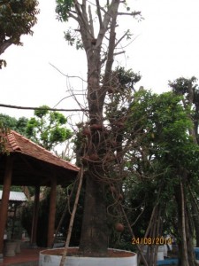 Cây Thala hoành 2m1