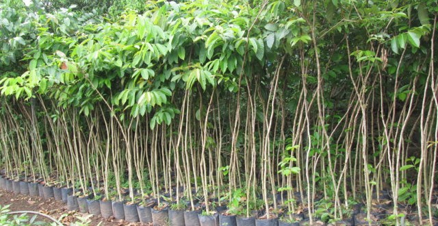 Kỹ thuật Ươm trồng và chăm sóc cây Bằng Lăng